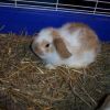 baby_bunnies_4_