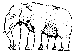 Elephant Legs Optical Illusion